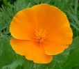 orange-flower.jpg