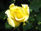 rose-yellow.jpg