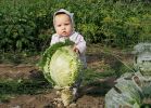 Cabbage2.jpg