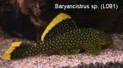 Baryancistrus_sp__(L081).jpg