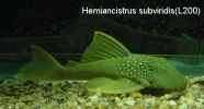 Hemiancistrus_subviridis(L200).jpg