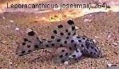 Leporacanthicus_joselimai(L264).jpg