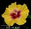 066_-_Eye_of_Kali.jpg