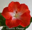 115_-_Electric_Orange.jpg