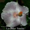 132_-_Lavender_Sundae.jpg