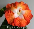 144_-_Electric_Orange.jpg