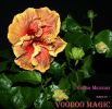 Voodoo_Magic-1b.jpg